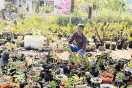 Lê Hữu Trường làm giàu từ trồng hoa, cây cảnh 