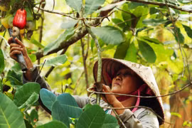 Kim ngạch xuất khẩu hạt điều 4 tháng đầu năm tăng hơn 21%