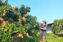 Nông dân trồng vải ở Kbang thiệt hại kép