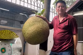 Chủ nhân trái mít khổng lồ, nặng hơn cả quả giữ kỷ lục nặng nhất thế giới: Tiết lộ điều bất ngờ