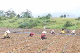 Krông Pa ứng dụng công nghệ tưới tiết kiệm nước