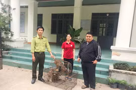 Bắt được 5 cá thể khỉ đuôi lợn quý hiếm 