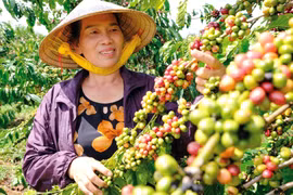 Cơ hội cho người trồng cà phê Robusta ở Lâm Đồng