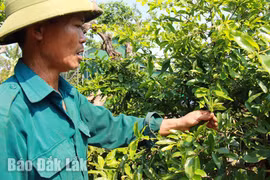 Chăm sóc mai - nghề chơi cũng lắm công phu