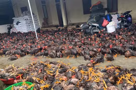 Bão số 4 làm 3 người chết, hàng trăm ngôi nhà ở miền Trung hư hỏng