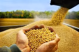 Nhập khẩu đậu nành đạt gần 1,5 triệu tấn
