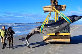 Xác cá voi hiếm nhất thế giới dạt lên bờ biển ở New Zealand