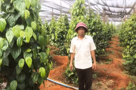 Người tiên phong đưa giống tiêu xanh Srilanka về Chư Sê 