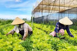 Pleiku xây dựng nông thôn mới thông minh