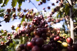 Giá cà phê trước cơ hội chạm mốc lịch sử 80.000 đồng/kg, chuyên gia nói gì?