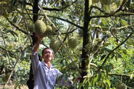 Đông Nam Bộ, Tây Nguyên: Diện tích trồng sầu riêng tăng nhanh