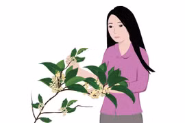 Dịu dàng hương mộc 