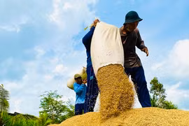 Ấn Độ cho phép xuất gạo bị kẹt ở cảng, cấp hạn ngạch cho 3 nước