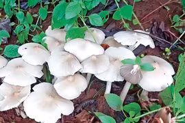 Nấm mối
