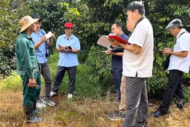 Vững tin đầu tư trên đất hồ tiêu chết