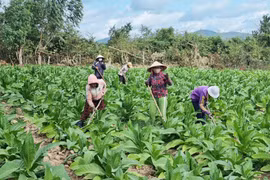 Krông Pa nâng tầm thương hiệu thuốc lá