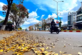 Pleiku mùa thay lá