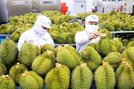 Xuất khẩu rau quả đạt kỷ lục, sầu riêng xứng danh 'vua trái cây'
