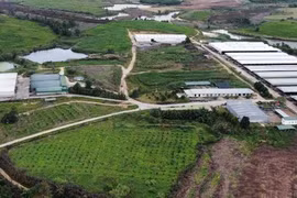 Teo tóp 'đại dự án' chăn nuôi ở Đắk Lắk
