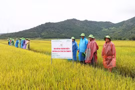 Nông dân Gia Lai phấn khởi khi lúa được mùa, tăng giá
