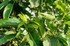 Lá vối có tác dụng gì?