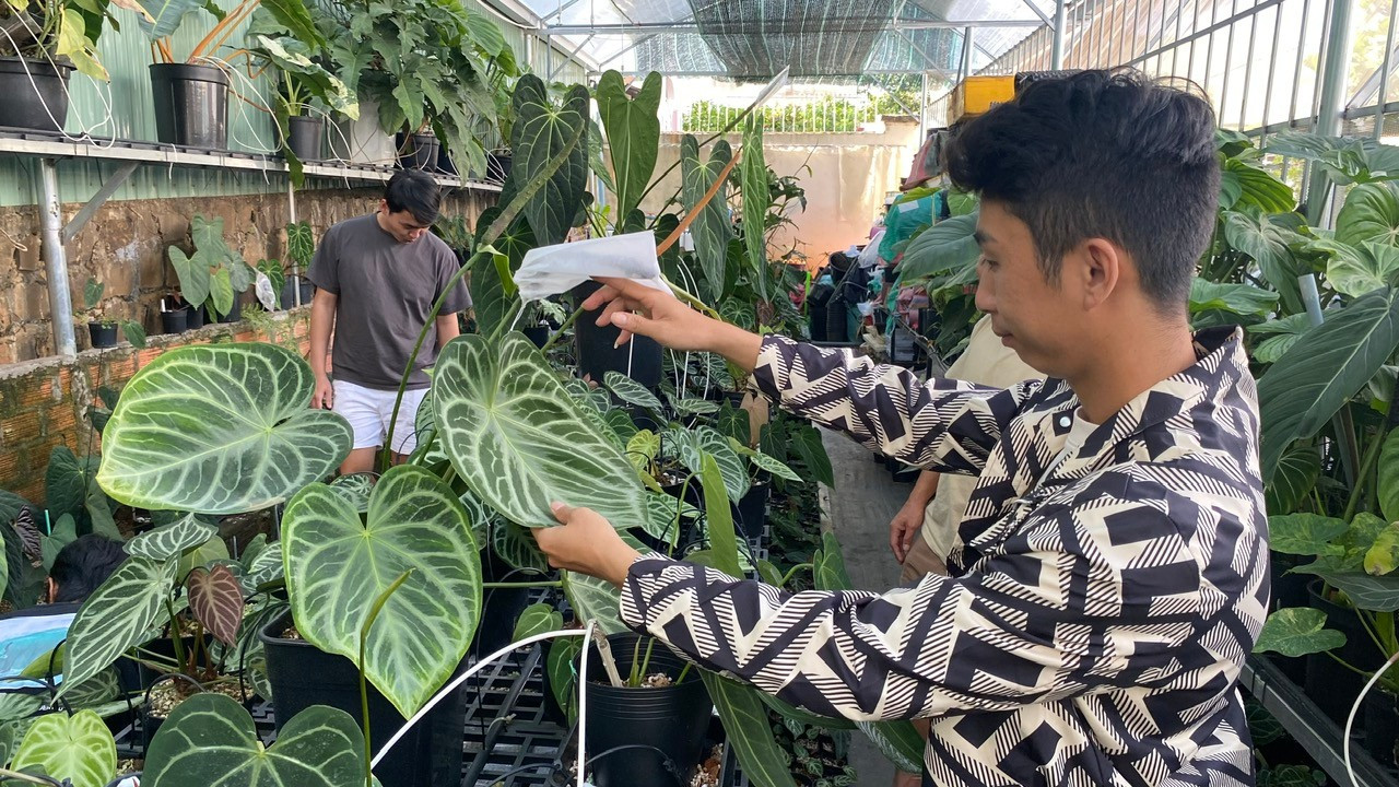 Sự đa dạng về form dáng, màu sắc, đường nét họa tiết độc đáo của mỗi chiếc lá tạo nên sức hút của thú chơi kiểng lá. Ảnh: Sơn Ca z5949107898927-ce1975ab6a06613f5daf53d65d8ee342-7537.jpg