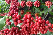 Đồng loạt tăng 1.400 đồng, giá cà phê nội địa vượt mốc 89.000 đồng/kg