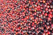 Cà phê quay đầu giảm mạnh 1.800 đồng/kg trong ngày cuối tháng 5