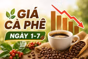 Giá cà phê ngày 1-7: Giảm 600 đồng, thấp nhất 88.800 đồng/kg