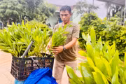 Vi phạm về sản xuất, buôn bán giống cây trồng bị phạt tới 50 triệu đồng
