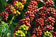 Đảo chiều tăng, giá cà phê nội địa lấy lại mốc 85.500 đồng/kg