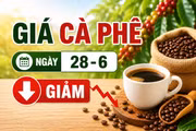 Giá cà phê ngày 28-6: Quay đầu giảm 600 đồng/kg