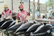 Ngư dân trúng cá ngừ đại dương sau chuyến biển xuyên Tết
