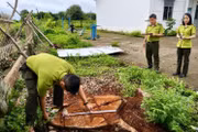 Đo đạc, kiểm kê cây xanh bị chặt hạ tại trụ sở UBND xã Hbông (cũ)