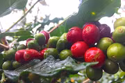 Cà phê giảm giá nhẹ, xuống còn 85.500-86.000 đồng/kg