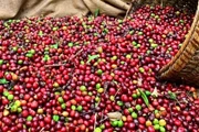 Giá cà phê thế giới tăng mạnh trên các sàn giao dịch