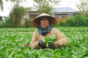 Trồng rau an toàn, cải thiện đời sống