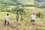 Bộ Nông nghiệp và Môi trường đề nghị các địa phương tăng tốc phát triển rừng gỗ lớn