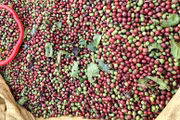 Giá cà phê giảm nhẹ, hồ tiêu đồng loạt tăng 1.000 đồng/kg