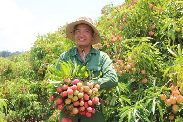 Nông dân phấn khởi vì vải được mùa được giá. Nông dân phấn khởi vì vải được mùa được giá.