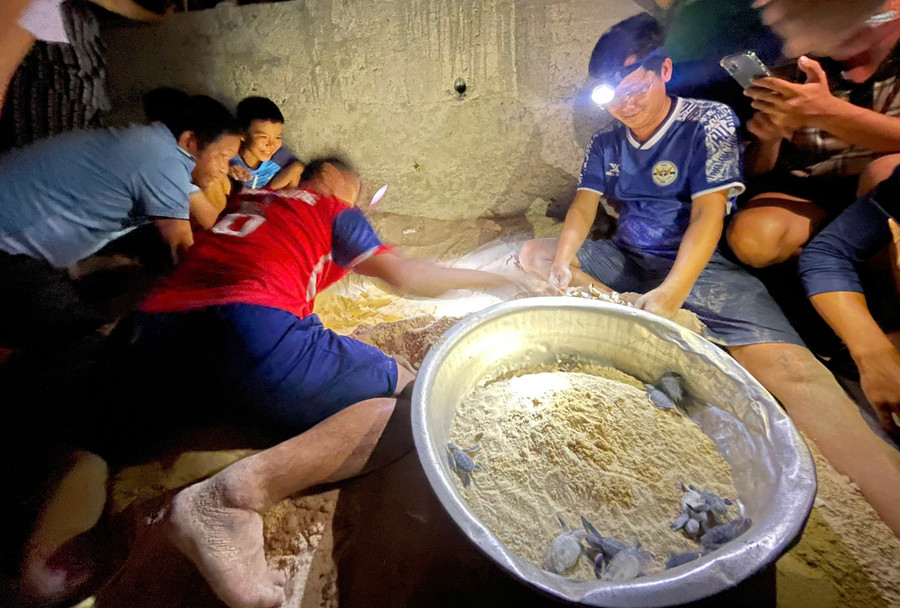 Kiểm tra ổ trứng để "giải cứu" rùa con mắc kẹt dưới cát khi vừa "chào đời". Ảnh: ĐVCC z6897475113135-74cf07eecc2cf147ebb961e4ae9d58a1.jpg