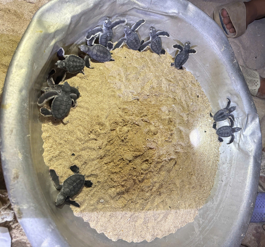 Những chú rùa con mới nở từ trứng. Ảnh: ĐVCC z6897475267747-19e263f72192acac6377d34446549ecf.jpg