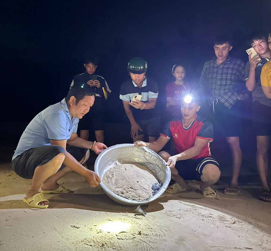 Thả rùa con về biển. Ảnh: ĐVCC z6897475260210-347e0368232c3daa437fe99c0342d0e0.jpg