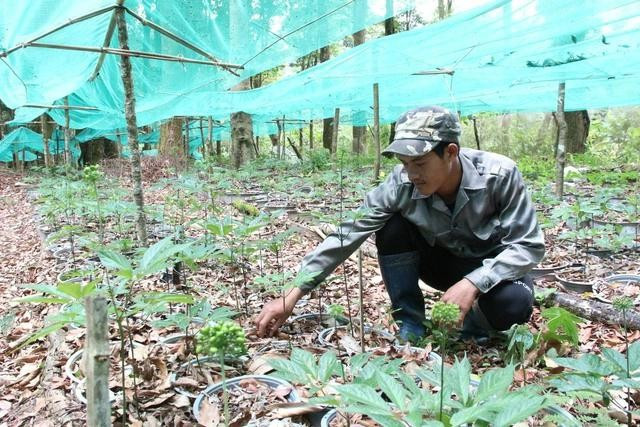 Sâm Ngọc Linh được trồng dưới tán rừng tự nhiên ở H.Tu Mơ Rông, Kon Tum Sâm Ngọc Linh được trồng dưới tán rừng tự nhiên ở H.Tu Mơ Rông, Kon Tum