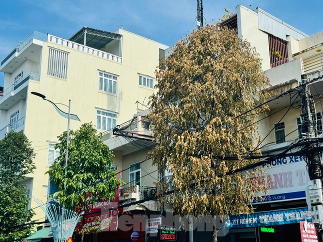 Nghi ngờ kẻ xấu đã đã tiêm hóa chất vào thân cây khiến cây khô héo và chết dần. Nghi ngờ kẻ xấu đã đã tiêm hóa chất vào thân cây khiến cây khô héo và chết dần.