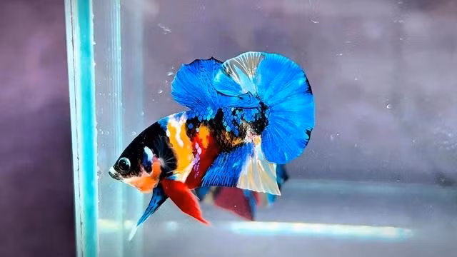 Cá betta black nemo