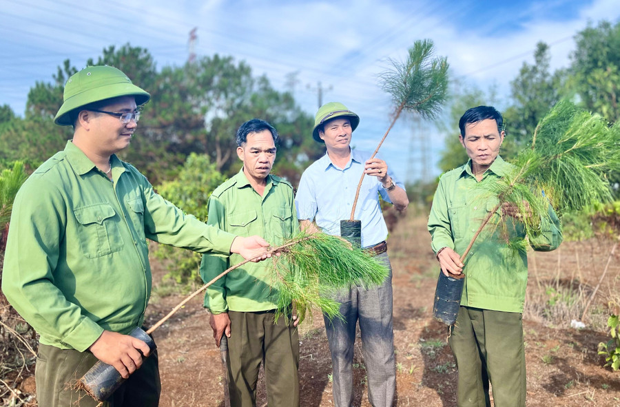 Cán bộ, nhân viên Ban Quản lý rừng phòng hộ Bắc Biển Hồ kiểm tra chất lượng cây giống trước khi trồng. Ảnh: M.P anh-2.jpg