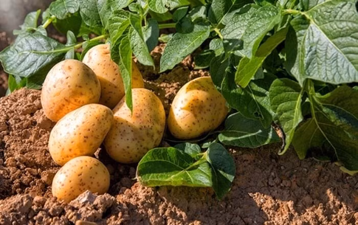 Một củ khoai tây trung bình chứa khoảng 610 mg kali. (Ảnh minh hoạ)