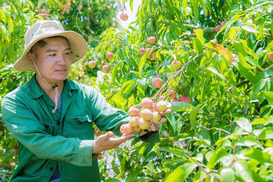 Gia đình anh Long thu nhập hàng chục tỷ đồng mỗi năm nhờ vườn vải thiều u hồng. Ảnh: MAI CƯỜNG Gia đình anh Long thu nhập hàng chục tỷ đồng mỗi năm nhờ vườn vải thiều u hồng. Ảnh: MAI CƯỜNG