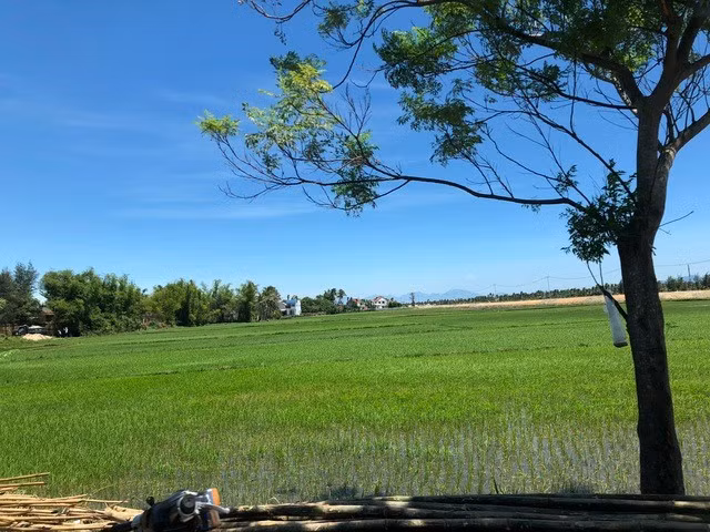 TP.HCM ban hành danh mục các loại cây trồng lâu năm được trồng trên đất lúa